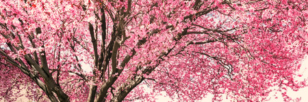 Tree with pink flowers in springの写真素材