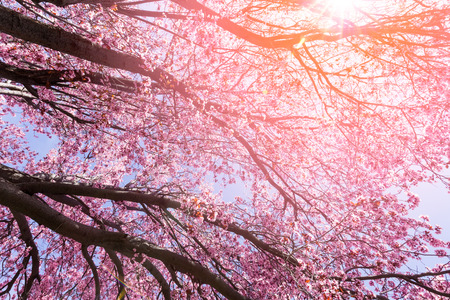 Tree with pink flowers in springの写真素材