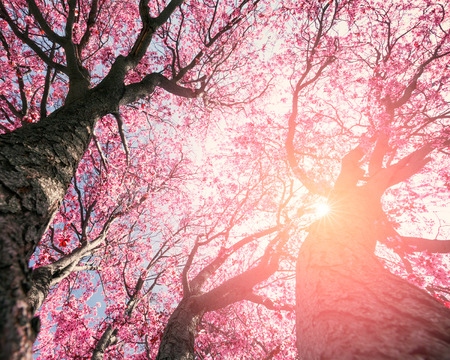 Tree with pink flowers in spring