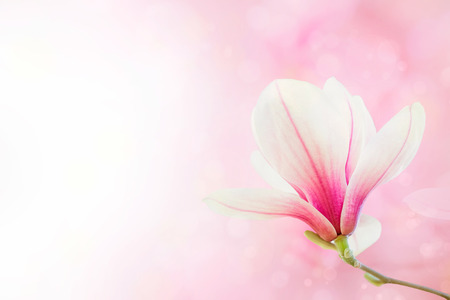 Magnolia flowers spring blossom backgroundの写真素材
