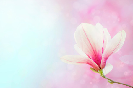 Magnolia flowers spring blossom backgroundの写真素材
