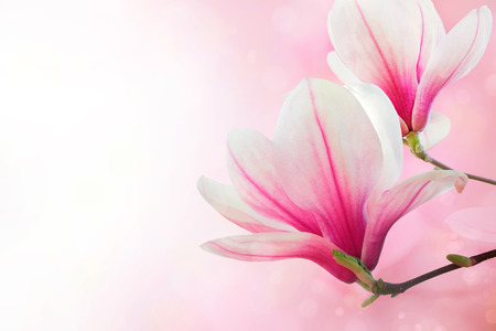 Magnolia flowers spring blossom backgroundの写真素材