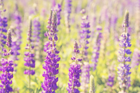 Wildflowers meadowの写真素材