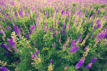 Wildflowers meadowの写真素材