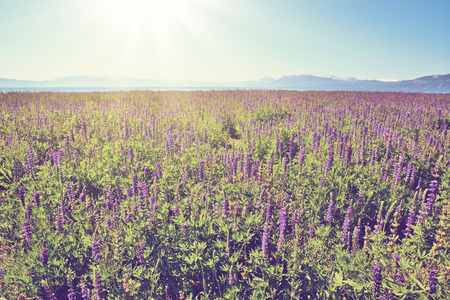 Sunny meadow with purple wildflowersの写真素材