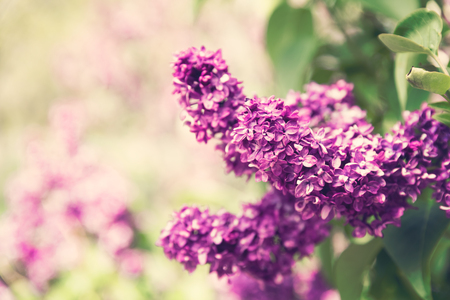 Lilac flowers spring blossomの写真素材