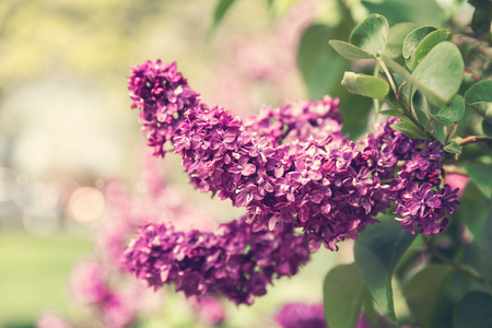 Lilac flowers spring blossomの写真素材