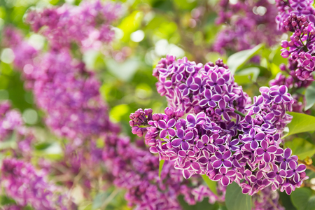Lilac flowers spring blossomの写真素材
