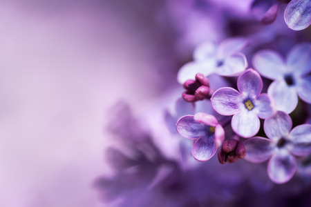 Lilac flowers spring blossom backgroundの写真素材