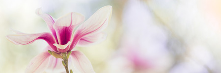 Magnolia flowers spring blossomの写真素材