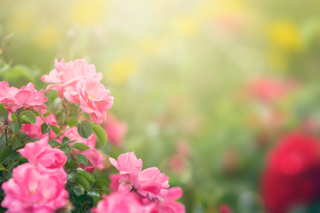 Garden roses in sunlightの写真素材