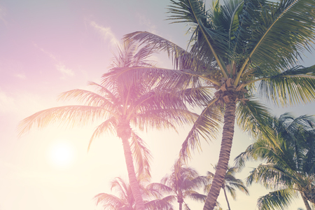 Sunny tropical sky with palm treesの写真素材
