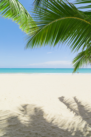 Sunny tropical beachの写真素材