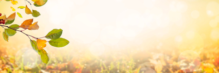 Sunny autumn day with multi colored leavesの写真素材