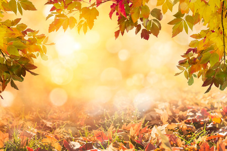 Sunny autumn day with fallen colorful leaves backgroundの写真素材
