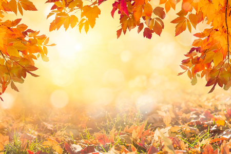 Sunny autumn day with fallen colorful leaves backgroundの写真素材