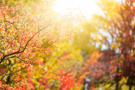 Sunny autumn day in the park, colorful tree leavesの写真素材