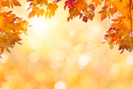 Sunny autumn day with colorful leaves backgroundの写真素材