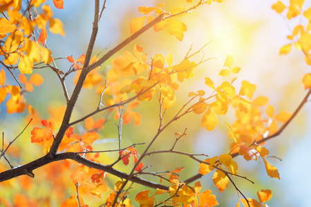 Sunny autumn day in the park, colorful tree leavesの写真素材