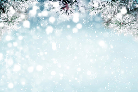 Winter background, falling snow on pine tree branches copy spaceの写真素材