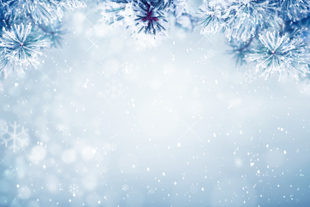 Winter background, falling snow on pine tree branches copy spaceの写真素材