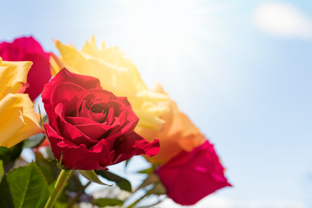 Bouquet of roses over sunny skyの写真素材
