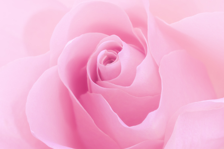 Pink rose close-up backgroundの写真素材