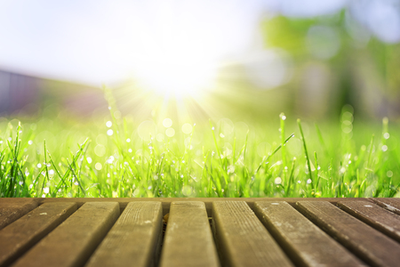 Wet grass field in sunny morningの写真素材
