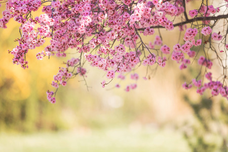Spring blossom with pink tree flowers in sunny day backgroundの写真素材
