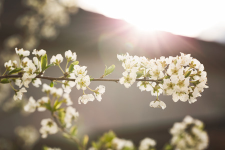 tree with flowers in morning sunlight