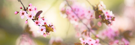 Pink tree flowers, spring blossomの写真素材