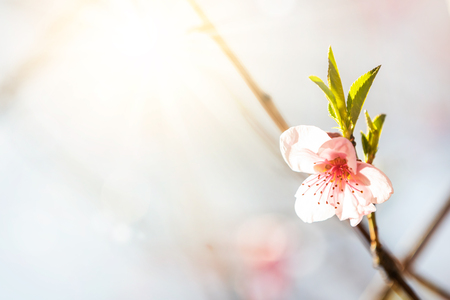Pink tree flowers in sunlight, spring blossomの写真素材