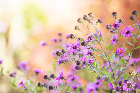 Wild flowers blossomの写真素材