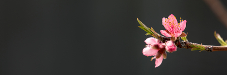 Peach tree branch with pink flowers against black backgroundの写真素材