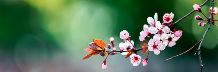 Spring blossom with pink tree flowers in sunny day backgroundの写真素材
