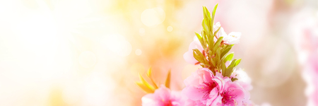 Spring blossom with pink tree flowers in sunny day backgroundの写真素材