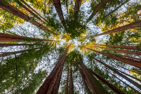 Redwoods in Muir Woods National Monument near San Francisco, California, USAの写真素材