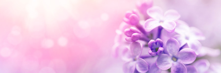 Lilac flowers spring blossom, sunny day light bokeh backgroundの写真素材