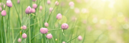 Spring blossom backgroundの写真素材
