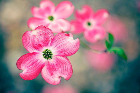 Spring tree flowersの写真素材