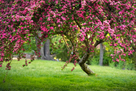 Pink tree flowers, spring blossomの写真素材