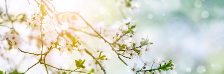 Spring tree with white flowersの写真素材