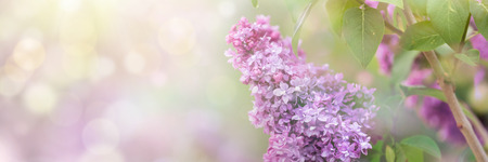 Lilac flowers spring blossomの写真素材