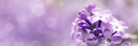 Lilac flowers spring blossom
