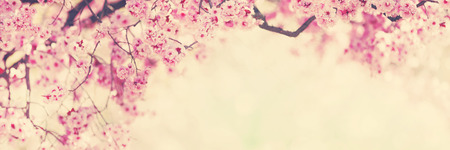 Spring blossom pink tree flowers backgroundの写真素材