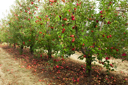 Trees with red apples ready to picked in orchardの写真素材