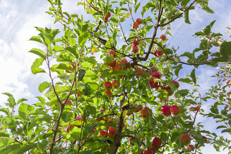 Red apples on tree branchesの写真素材