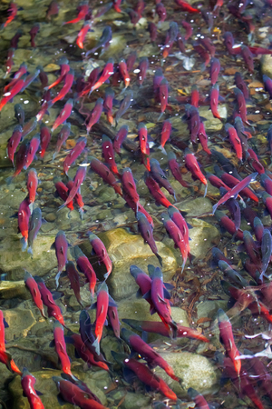 Kokanee salmon spawning in riverの写真素材