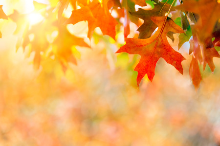 Colorful autumn leaves backgroundの写真素材