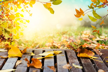 Colorful autumn leaves backgroundの写真素材